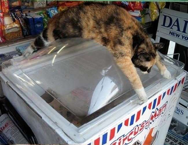 暑さでダラけた感じの動物さんの画像ください