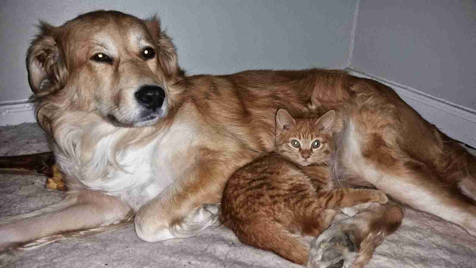 犬と猫どちらも好きな人が集まるトピ♡