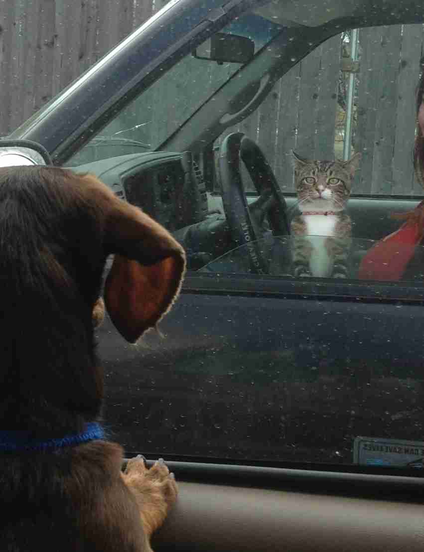 犬と猫どちらも好きな人が集まるトピ♡
