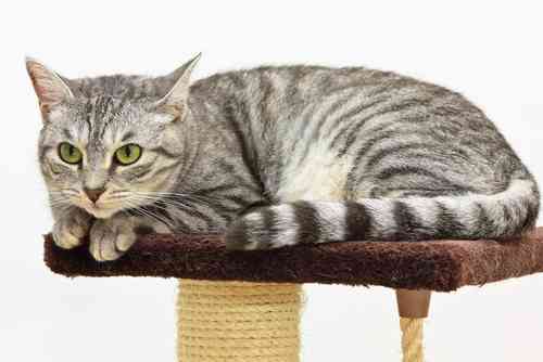 猫の可愛い画像下さい