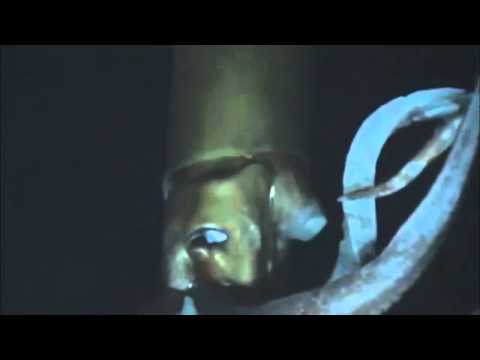 ダイオウイカの深海映像が撮影される - YouTube