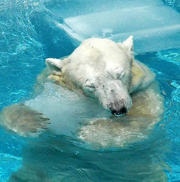 暑さでダラけた感じの動物さんの画像ください