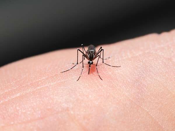 人によって「虫刺され」の反応が違うのはナゼ | R25