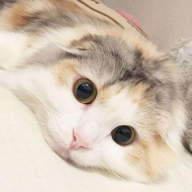 暑さでダラけた感じの動物さんの画像ください