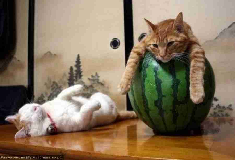 暑さでダラけた感じの動物さんの画像ください