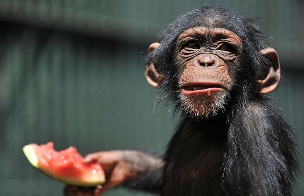 暑さでダラけた感じの動物さんの画像ください