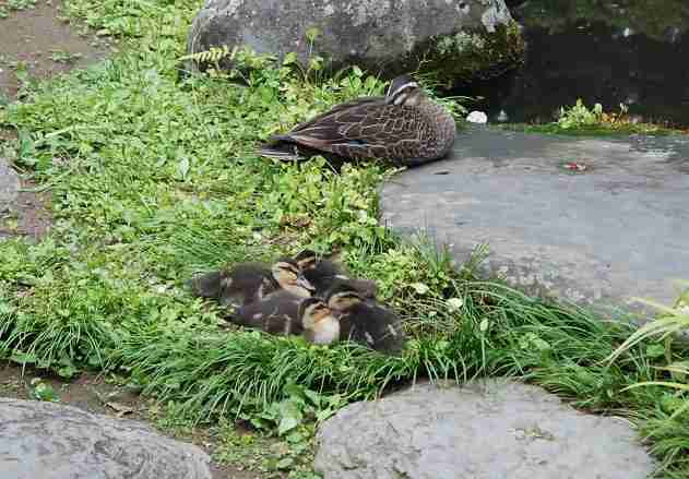 暑さでダラけた感じの動物さんの画像ください