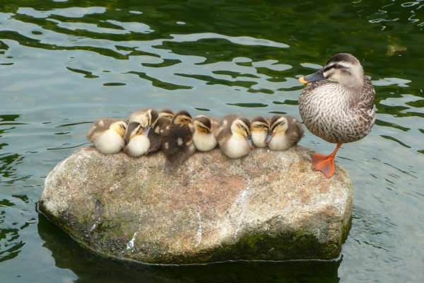 暑さでダラけた感じの動物さんの画像ください
