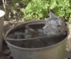 暑さでダラけた感じの動物さんの画像ください