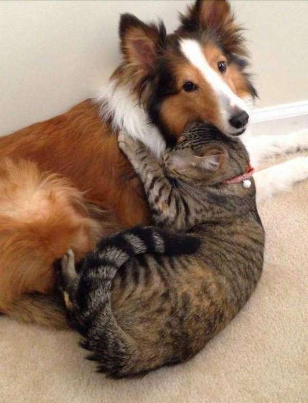 犬と猫どちらも好きな人が集まるトピ♡