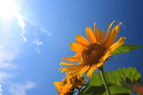 「夏休み」と聞いて何を思い出しますか？