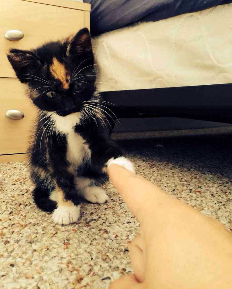 【画像】めずらしい色・模様の動物画像を集めましょう