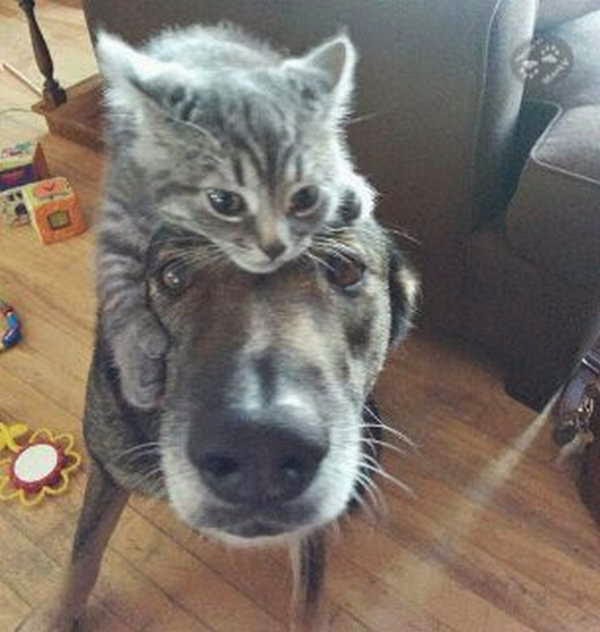 犬と猫どちらも好きな人が集まるトピ♡