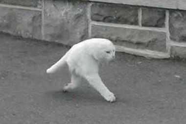 和む画像を集めるトピ
