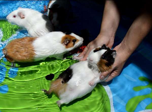 暑さでダラけた感じの動物さんの画像ください