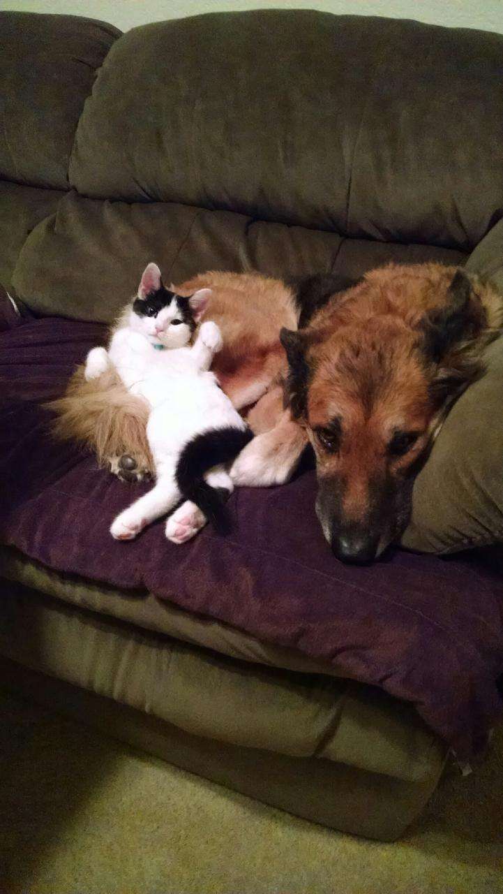 犬と猫どちらも好きな人が集まるトピ♡