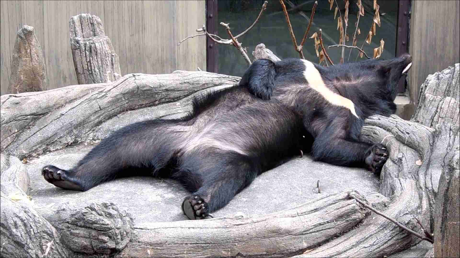 暑さでダラけた感じの動物さんの画像ください
