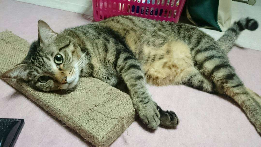 暑さでダラけた感じの動物さんの画像ください
