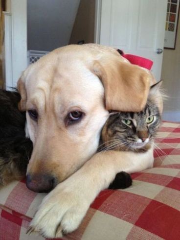 犬と猫どちらも好きな人が集まるトピ♡