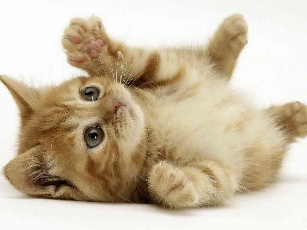 ネコを飼うのを諦めさせて下さい