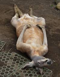 暑さでダラけた感じの動物さんの画像ください