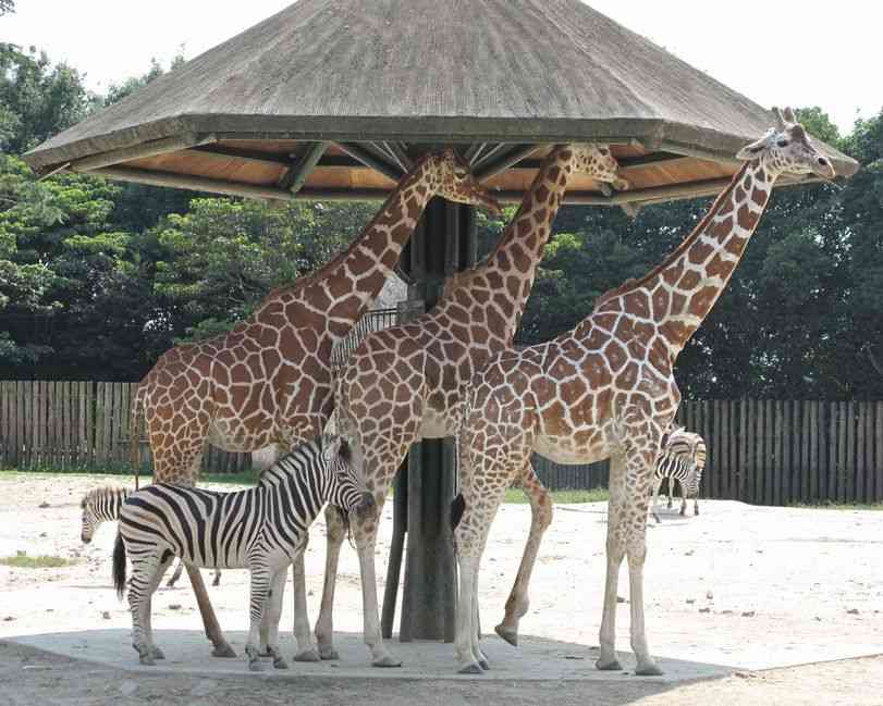 暑さでダラけた感じの動物さんの画像ください