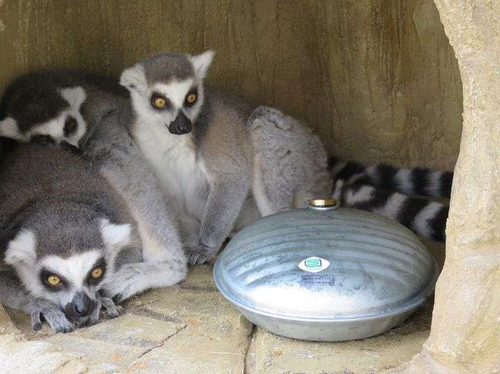 暑さでダラけた感じの動物さんの画像ください