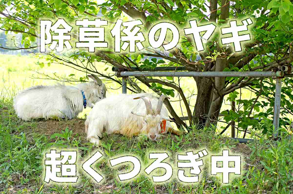我が町自慢