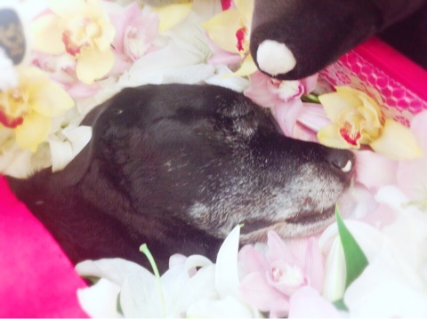 藤原紀香、愛犬の死に涙「一生、一生、忘れません」