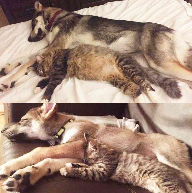 犬と猫どちらも好きな人が集まるトピ♡