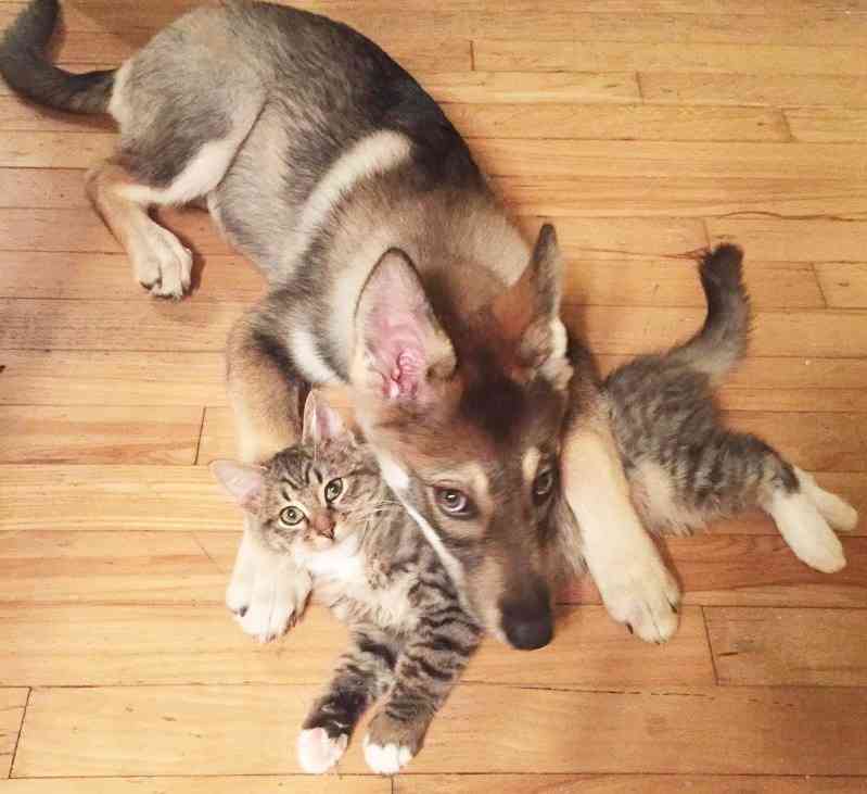 犬と猫どちらも好きな人が集まるトピ♡