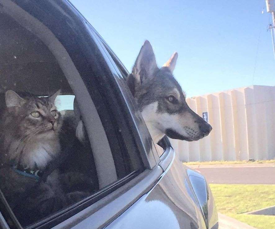 犬と猫どちらも好きな人が集まるトピ♡