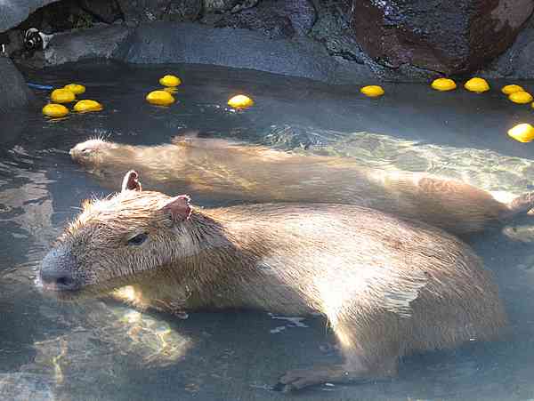 暑さでダラけた感じの動物さんの画像ください
