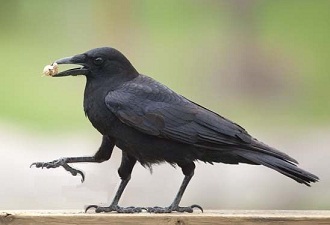 もし10万円札ができるなら!!