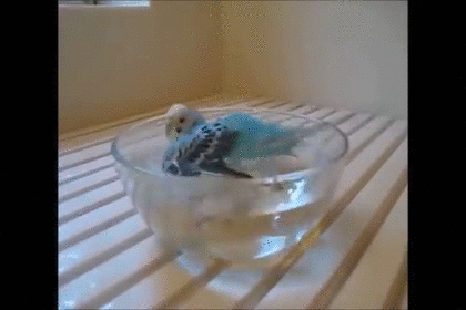 暑さでダラけた感じの動物さんの画像ください