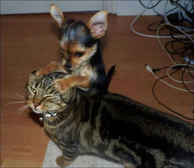 犬と猫どちらも好きな人が集まるトピ♡