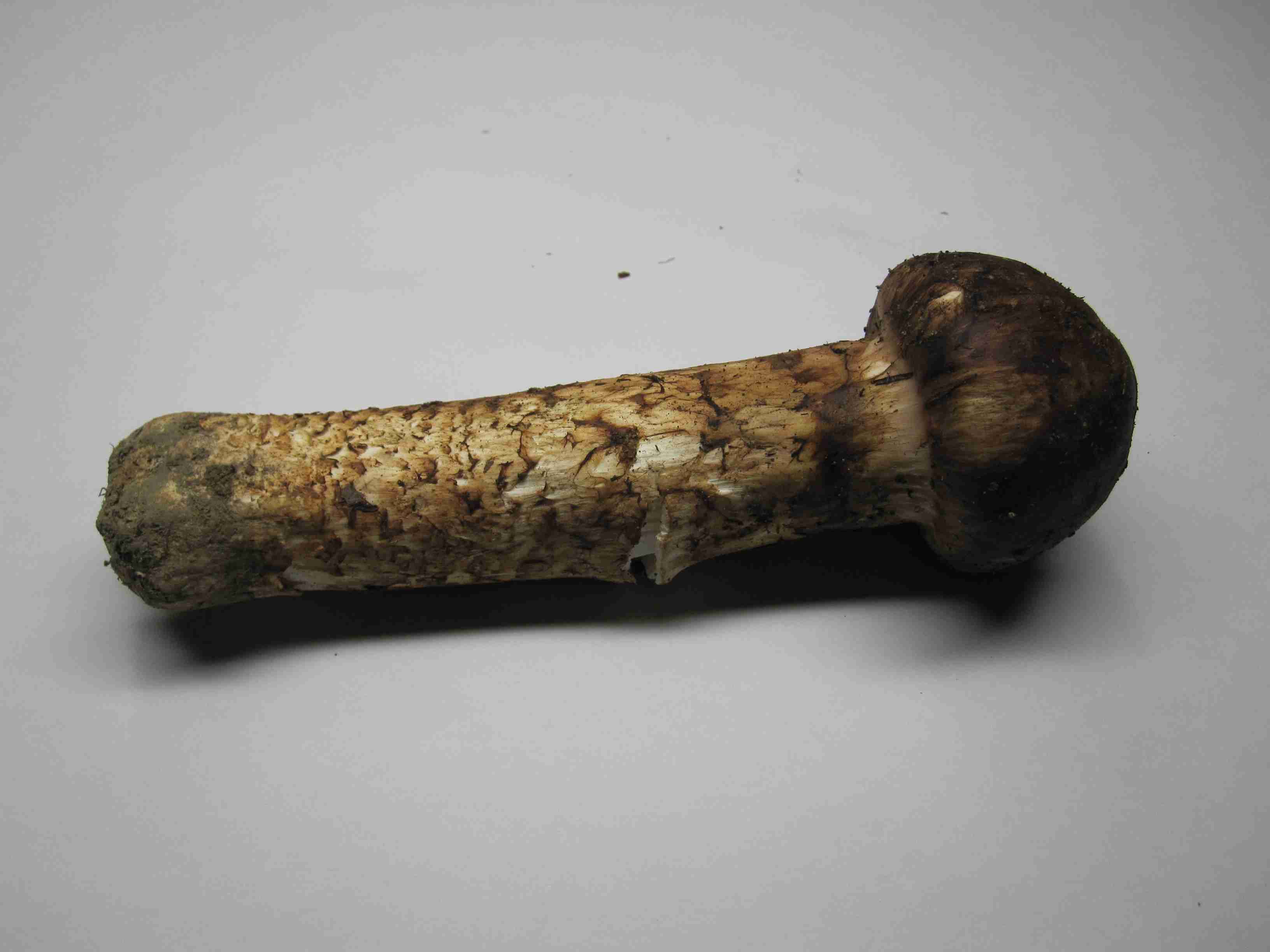 タレントの“歳の差婚”メリット・デメリットは？