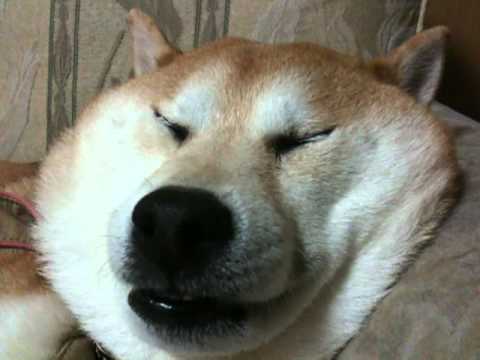 イビキをかく柴犬　snoring dog (shiba-inu) - YouTube