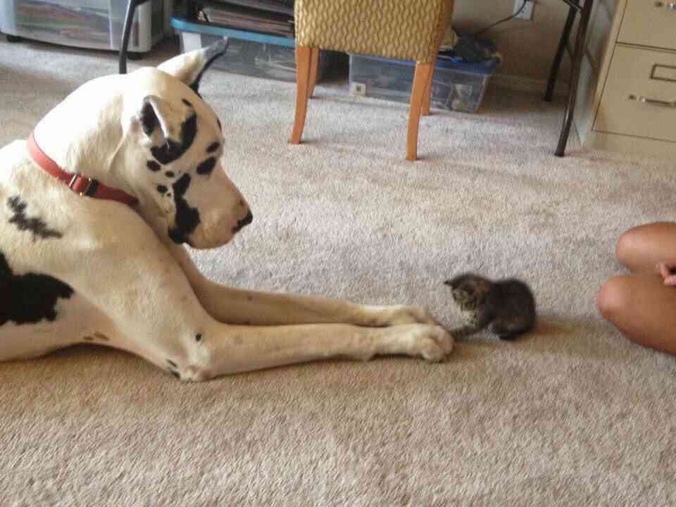 犬と猫どちらも好きな人が集まるトピ♡