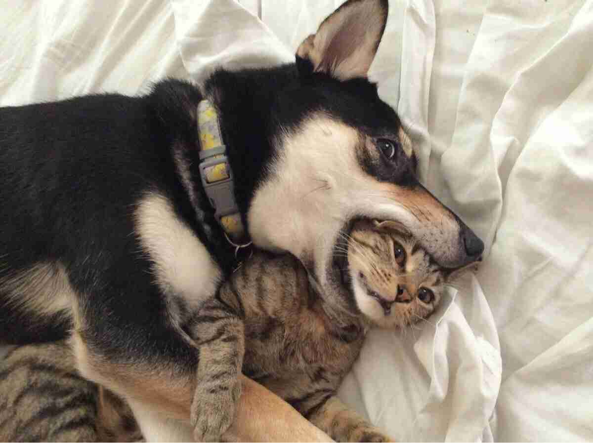 犬と猫どちらも好きな人が集まるトピ♡