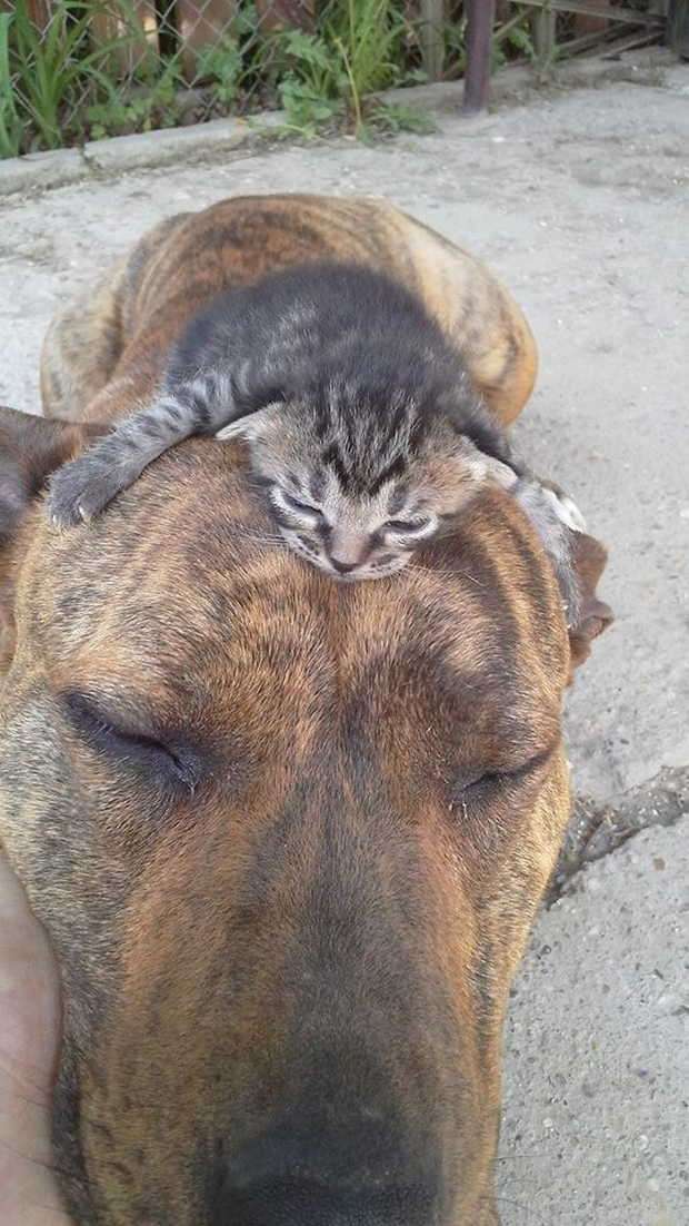 犬と猫どちらも好きな人が集まるトピ♡