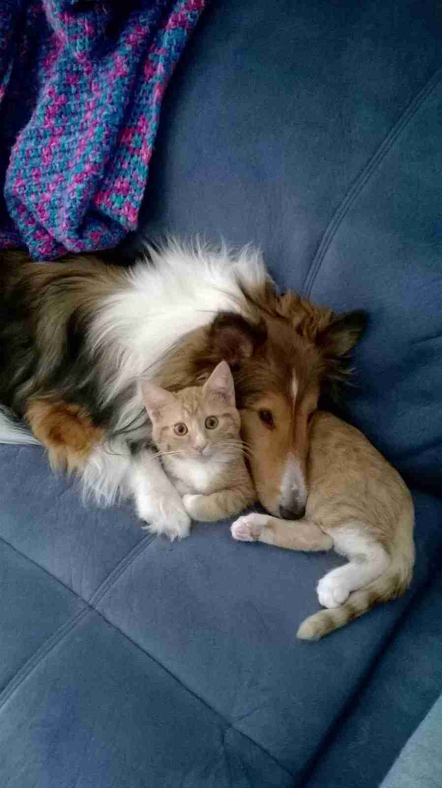 犬と猫どちらも好きな人が集まるトピ♡