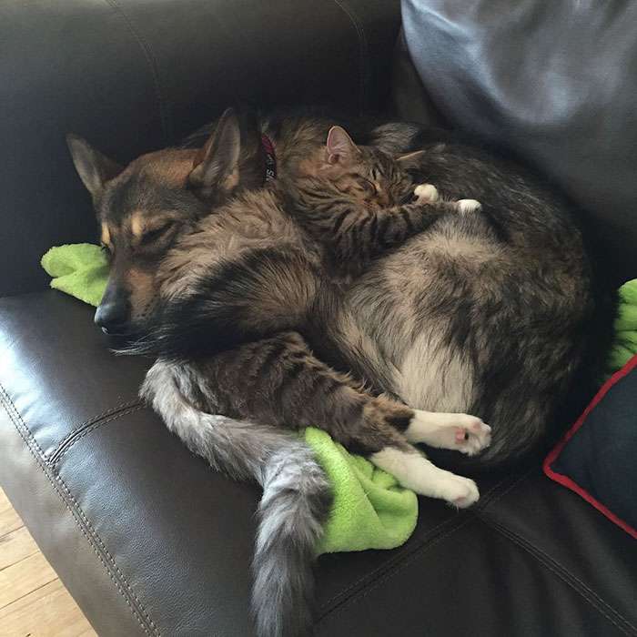 犬と猫どちらも好きな人が集まるトピ♡