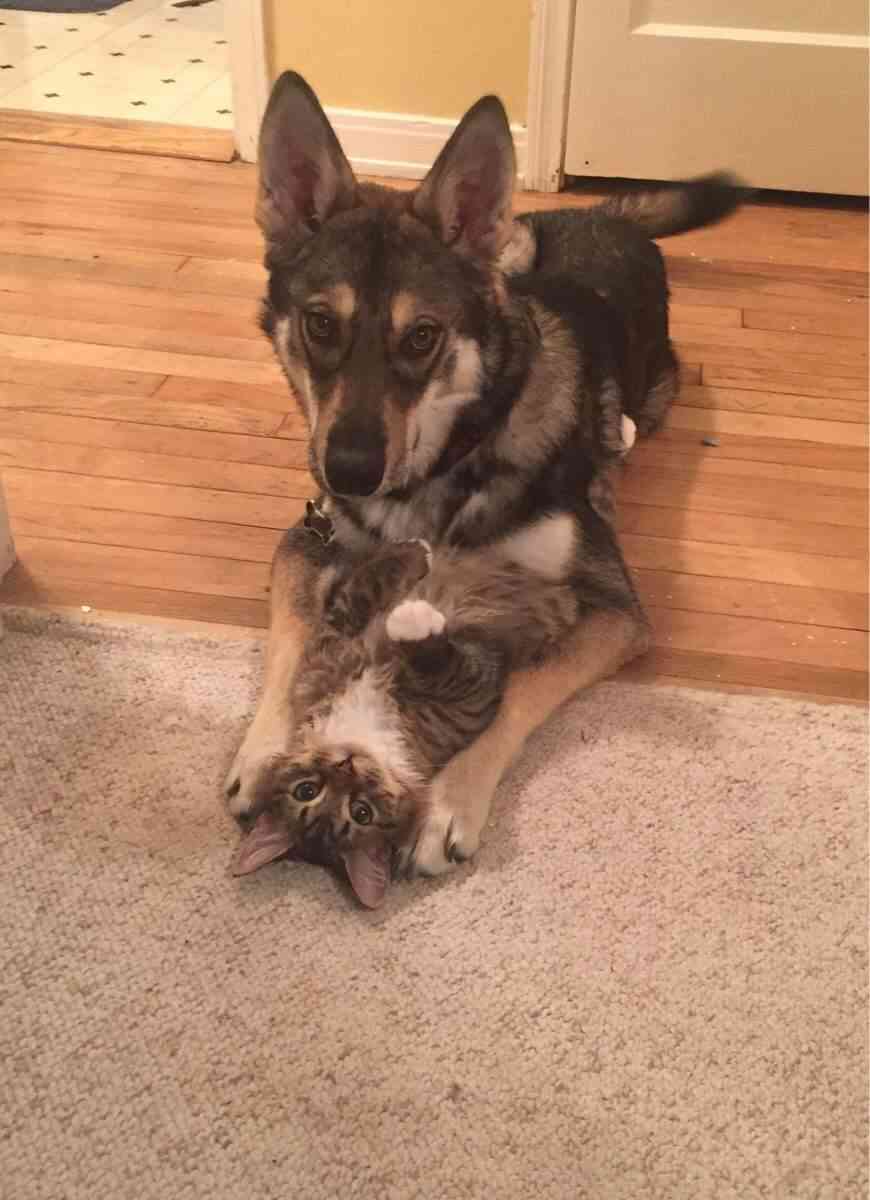 犬と猫どちらも好きな人が集まるトピ♡