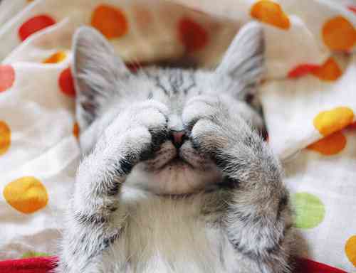 疲れ目対策ありますか? (ФωФ)ニャー