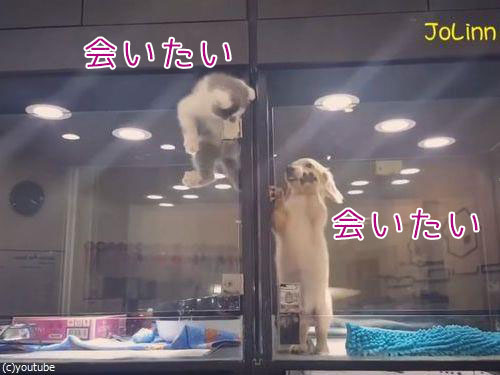 子猫「隣の子犬に会いたい！」壁を必死に乗り越えて…（動画）:らばQ