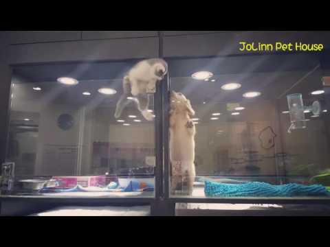 Cute Kitten Escapes Cage to Play With Puppy - YouTube