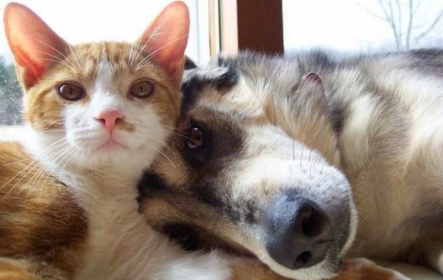 犬と猫どちらも好きな人が集まるトピ♡