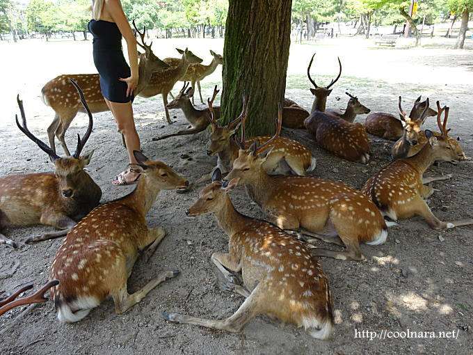 暑さでダラけた感じの動物さんの画像ください