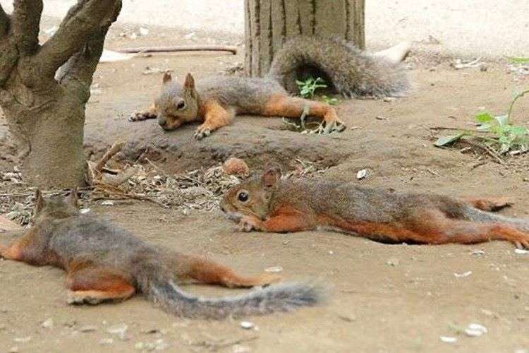 暑さでダラけた感じの動物さんの画像ください